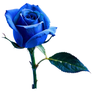 Blue Rose Png 10 PNG Image