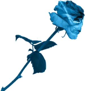 Blue Roseon Black Background PNG Image