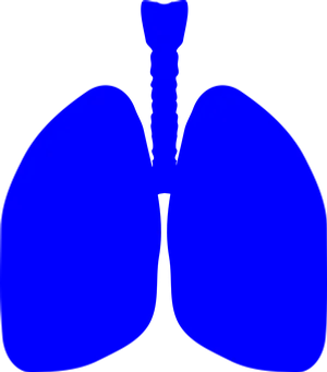 Blue Silhouette Human Lungs PNG Image