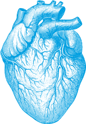 Blue Sketch Human Heart PNG Image