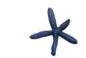 Blue Starfish Black Background PNG Image