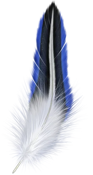 Blueand White Bird Feather PNG Image