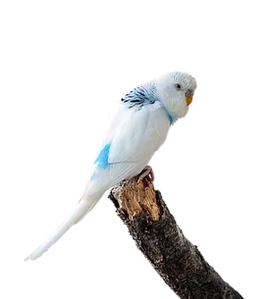 Blueand White Budgerigaron Branch PNG Image