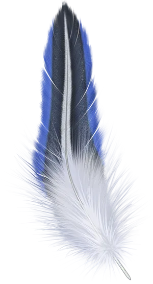 Blueand White Feather Artwork PNG Image