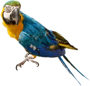 Blueand Yellow Macaw Perched PNG Image