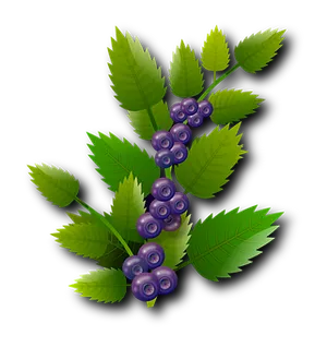 Blueberry Branch Illustration PNG Image