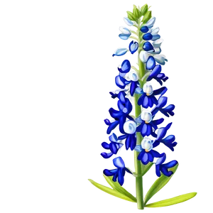 Bluebonnet D PNG Image