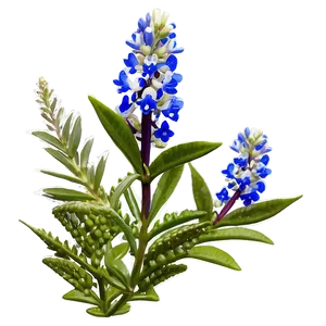 Bluebonnet Hill Country Png Ffy PNG Image