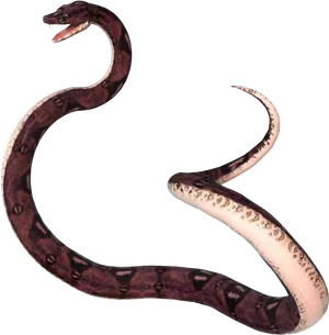 Boa_ Constrictor_ Transparent_ Background.png PNG Image