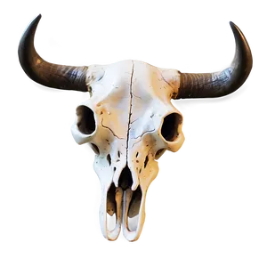 Boho Chic Cow Skull Png Xih PNG Image