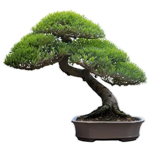 Bonsai Plant Care Png 38 PNG Image