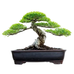 Bonsai Plant Care Png 76 PNG Image