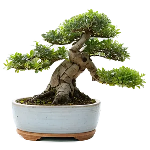 Bonsai Plant Care Png Fbe PNG Image