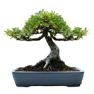 Bonsai Plant Care Png Klj PNG Image