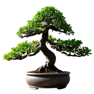 Bonsai Silhouette Png Kcc PNG Image