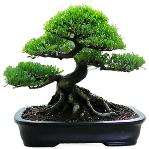 Bonsai Tree Silhouette Png 2 PNG Image