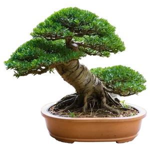 Bonsai Tree Winter Care Png 06252024 PNG Image