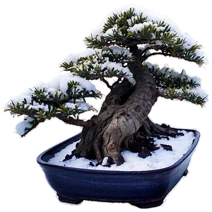 Bonsai Tree Winter Care Png Aot PNG Image