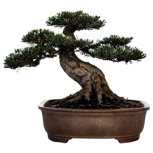 Bonsai Tree Winter Care Png Esn60 PNG Image