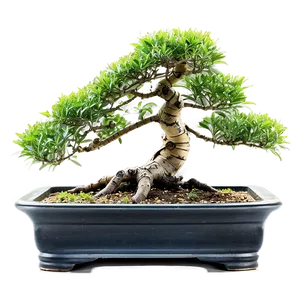 Bonsai Tree With Bamboo Png Bgj PNG Image