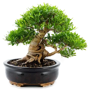 Bonsai Tree With Bamboo Png Fic87 PNG Image