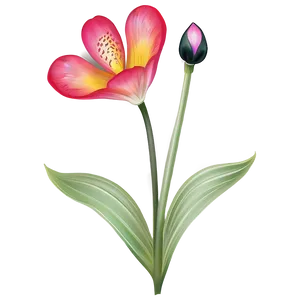 Botanical Flower Drawing Png Mhh54 PNG Image