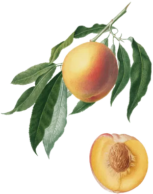 Botanical Peach Illustration PNG Image