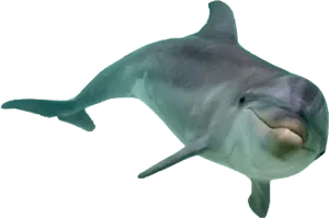 Bottlenose Dolphin Isolated PNG Image