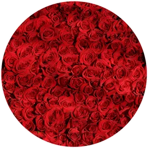 Bountiful Red Roses Circle PNG Image