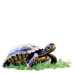 Box Turtle In Grass Png 55 PNG Image