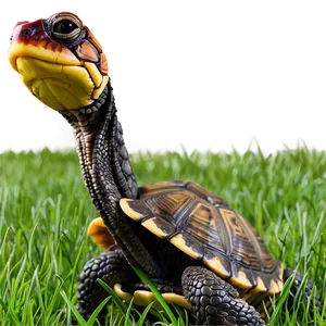 Box Turtle In Grass Png Mmq95 PNG Image