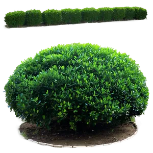 Boxwood Bush Png 06212024 PNG Image