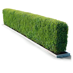 Boxwood Hedge Png 06212024 PNG Image