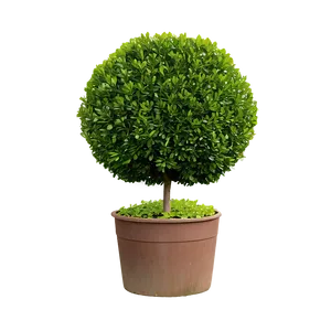 Boxwood Hedge Png Jsq PNG Image