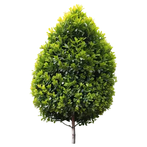 Boxwood Outdoor Png Ucc PNG Image