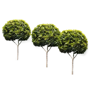 Boxwood Shrub Png Mjk25 PNG Image