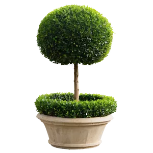 Boxwood Topiary Png 06212024 PNG Image