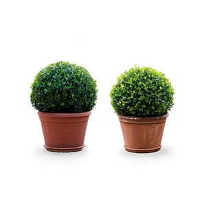 Boxwood Topiary Png Mok71 PNG Image