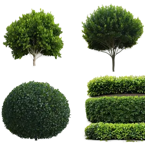 Boxwood Wall Png 4 PNG Image