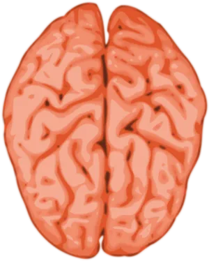 Brain Illustration Abstract PNG Image