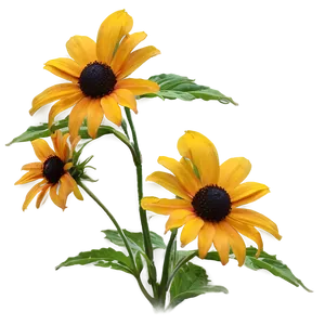 Bright Yellow Black Eyed Susan Png Nla PNG Image