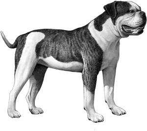 Brindle Bulldog Standing Profile PNG Image