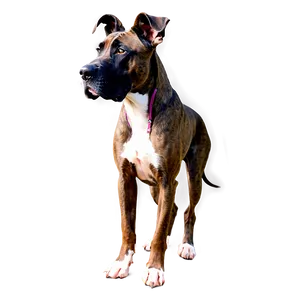 Brindle Great Dane Png Mrq33 PNG Image