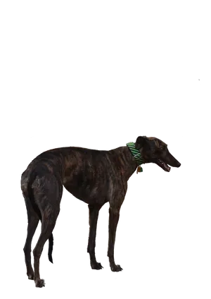 Brindle Greyhound Standing PNG Image