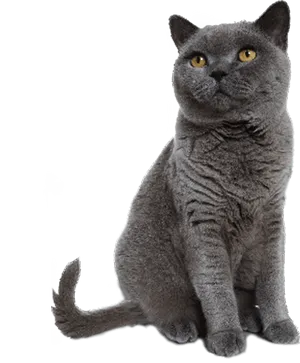 British Shorthair Cat Portrait PNG Image