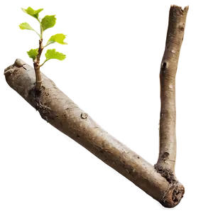 Broken Twig Png Tbs2 PNG Image