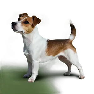 Brown And White Jack Russell Png 31 PNG Image