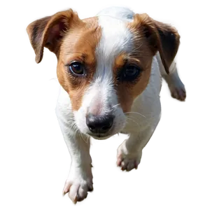 Brown And White Jack Russell Png Ego PNG Image