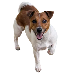 Brown And White Jack Russell Png Klt PNG Image