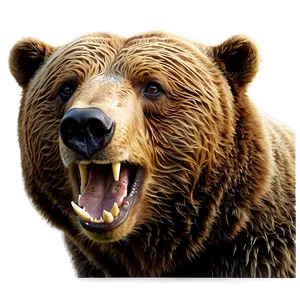 Brown Bear Head Artwork Png Jxn PNG Image